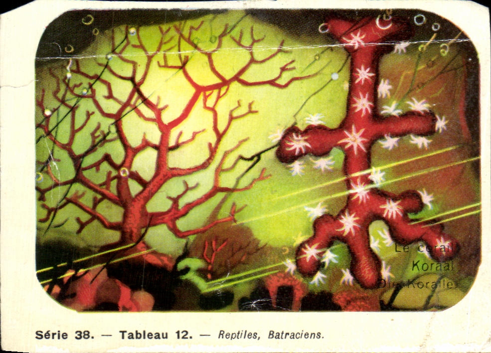 Image Tableau Reptiles Batraciens