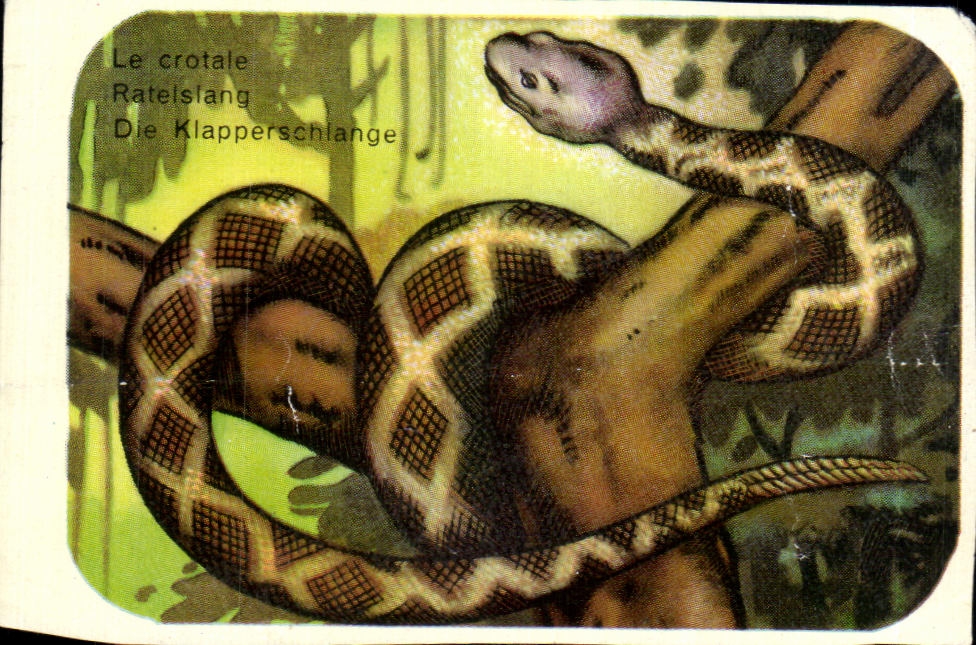 Image Le Crotale Tatelslang Die Klapperschiange Snake Serpent
