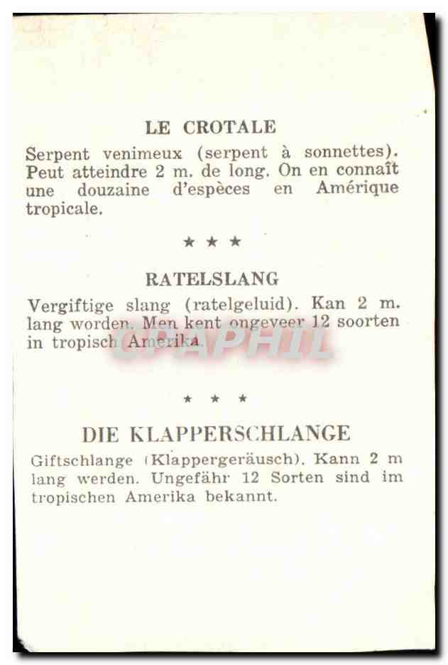 Image Le Crotale Tatelslang Die Klapperschiange Snake Serpent — Rückseite