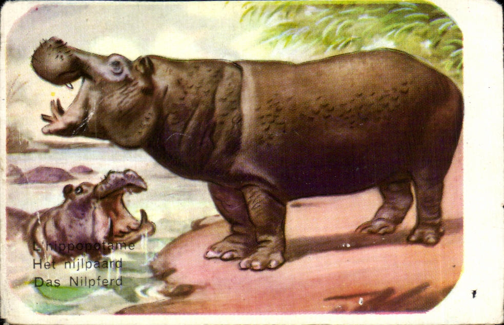 Image L Hippopotame Mammifere Pachyderme