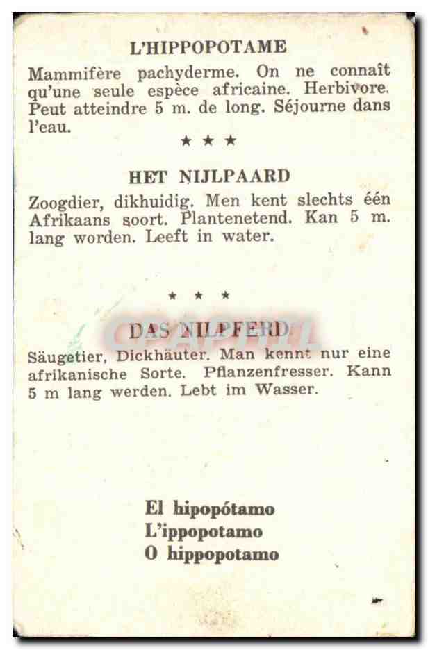 Image L Hippopotame Mammifere Pachyderme — Rückseite
