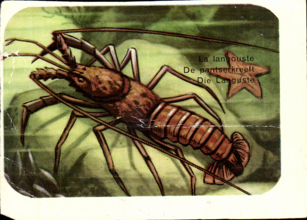 Image La Langouste Crustace 