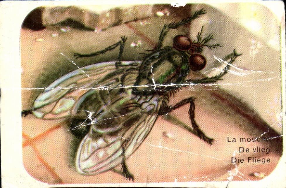 Image Le Mouche 