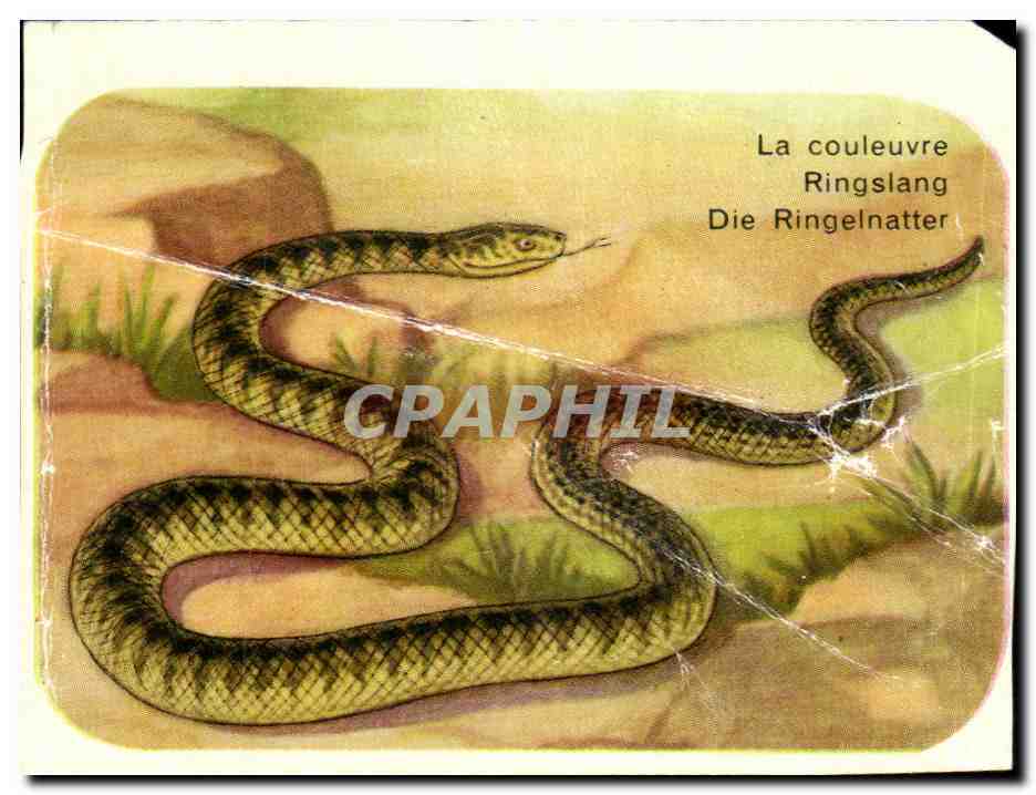 Image La Couleuvre Ringslang Die Ringelnatter Snake Serpent