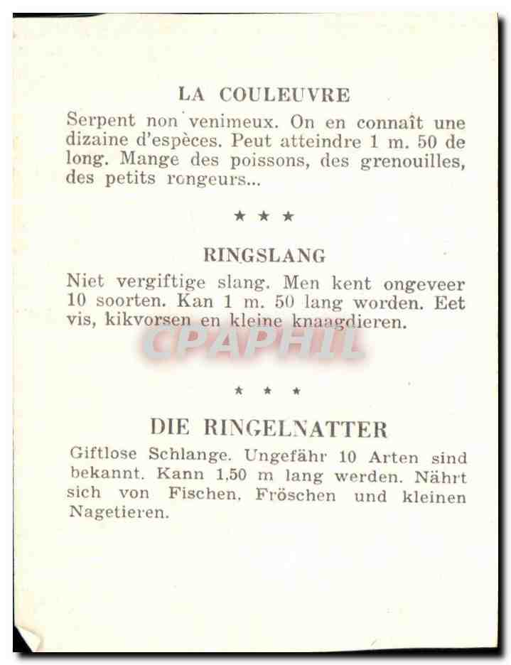 Image La Couleuvre Ringslang Die Ringelnatter Snake Serpent — Verso