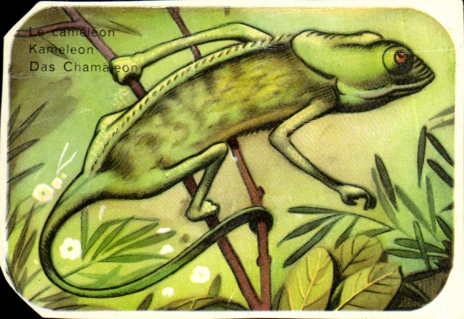 Image La Cameleon Kameleon Das Chamaleon