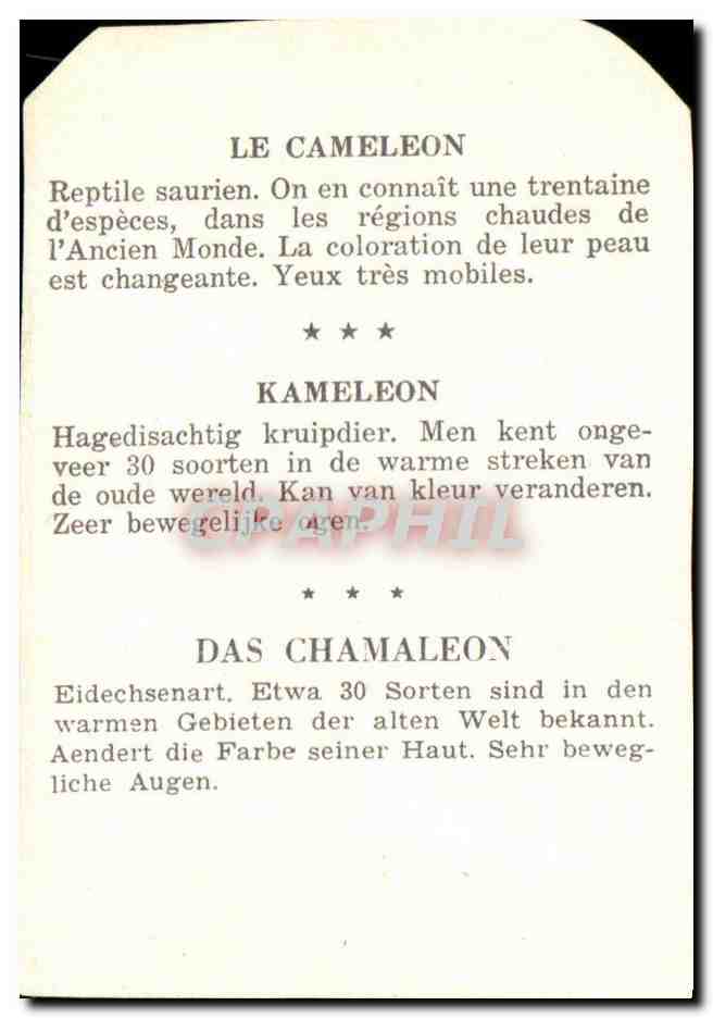 Image La Cameleon Kameleon Das Chamaleon — Rückseite