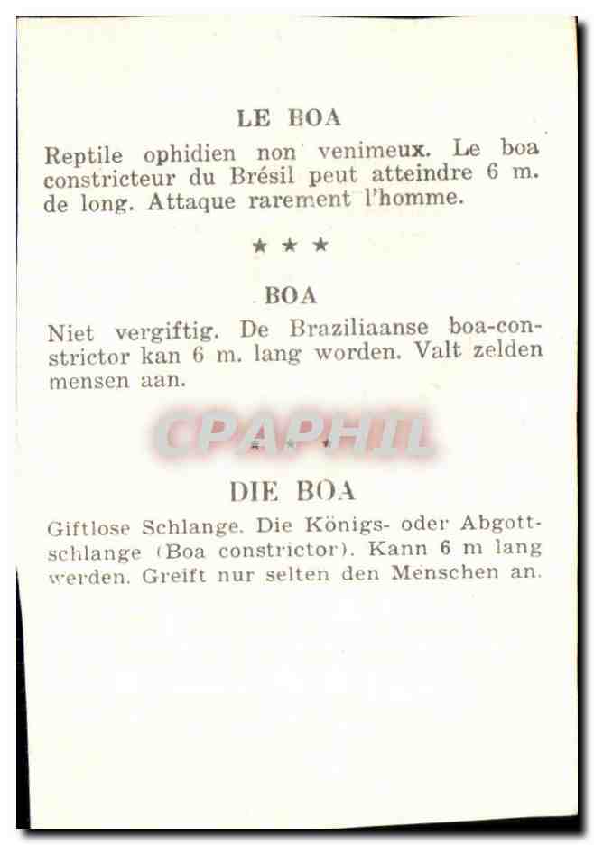 Image Le Boa Boa Die Boa Serpent Snake — Verso