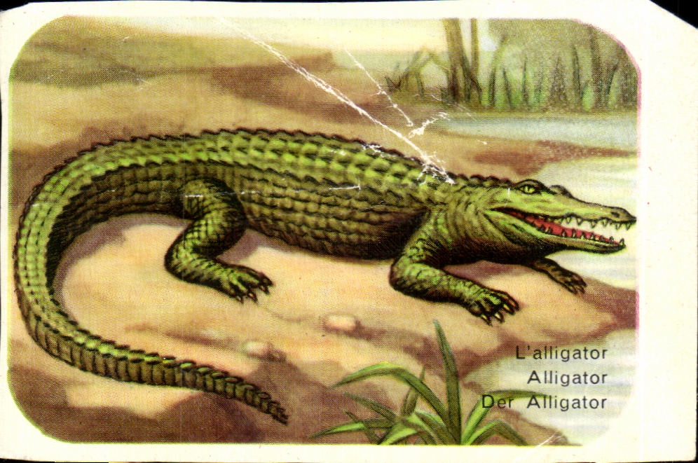 Image L alligator Alligator Der Alligator Crocodile