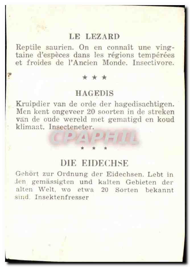 Image Le Lezard Hagedis Die Eidech — Rückseite