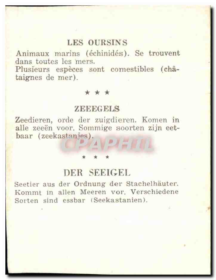 Image Les Oursins — Verso