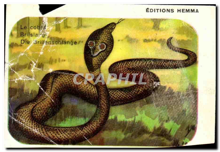 Image Le Cobra Serpent Snake 