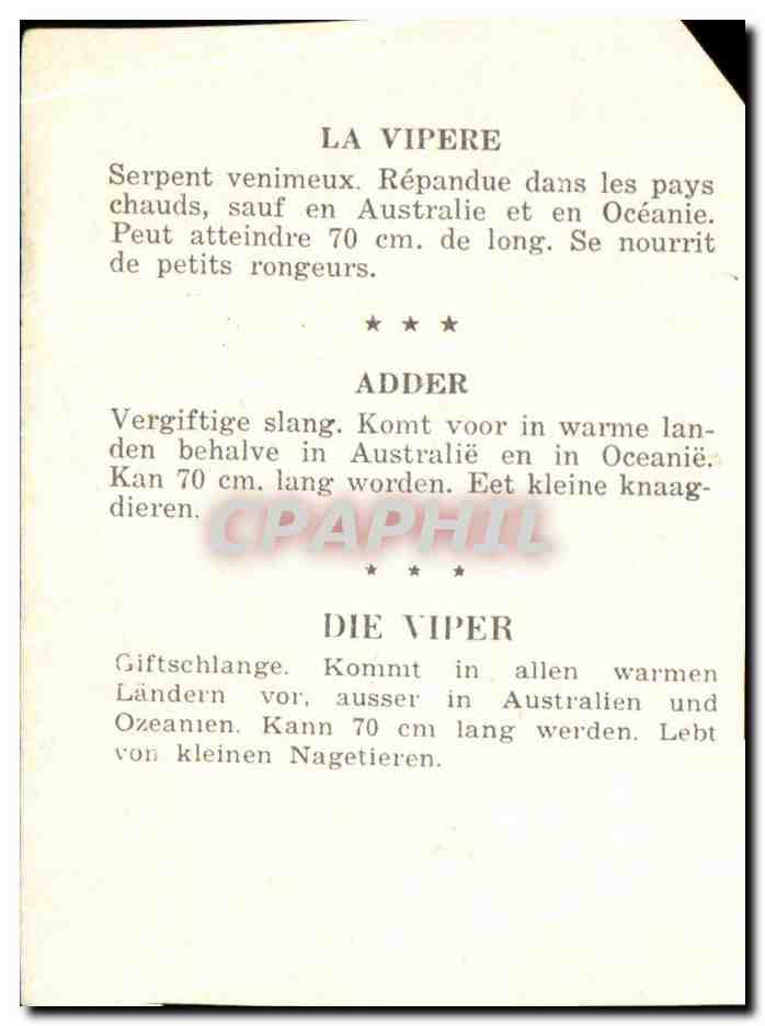 Image La Vipere Adder Die Viper Serpent Snake — Rückseite