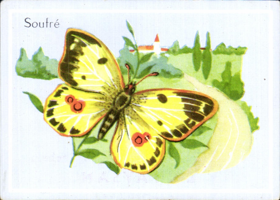Image Papillon Soufre 