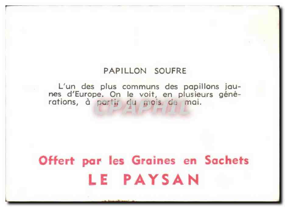 Image Papillon Soufre  — Verso