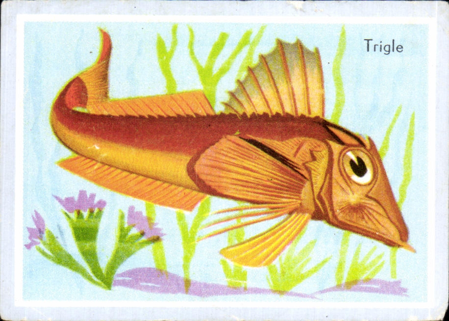 Image Trigle Poisson