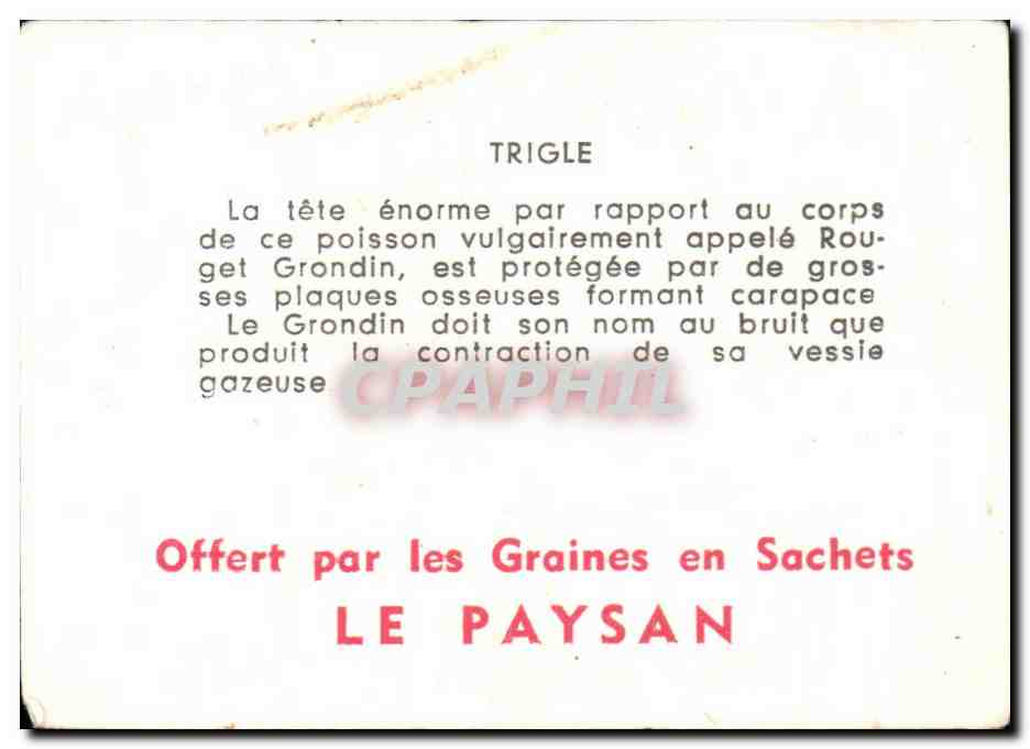 Image Trigle Poisson — Verso