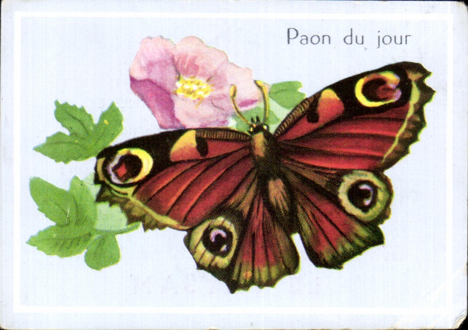 Image Paon Du Jour Le paysan Papillon 