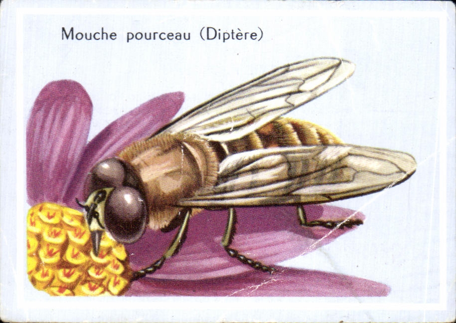 Image Mouche Pourceau Diptere