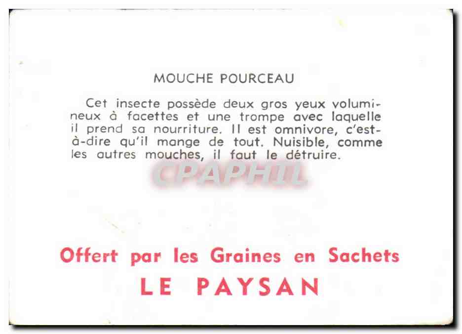 Image Mouche Pourceau Diptere — Rückseite