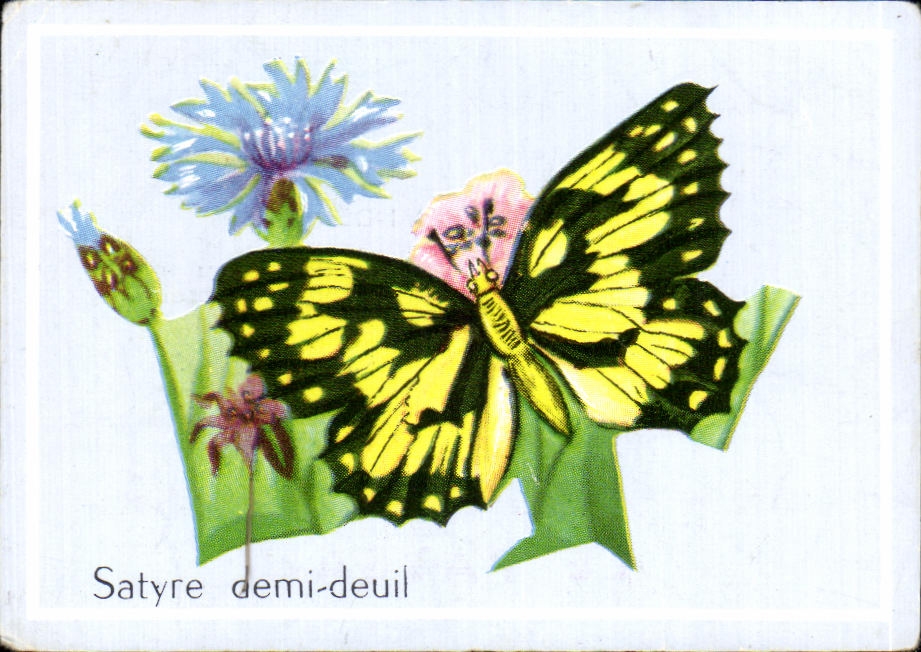 Image Satyre Demi Deuil Papillon 