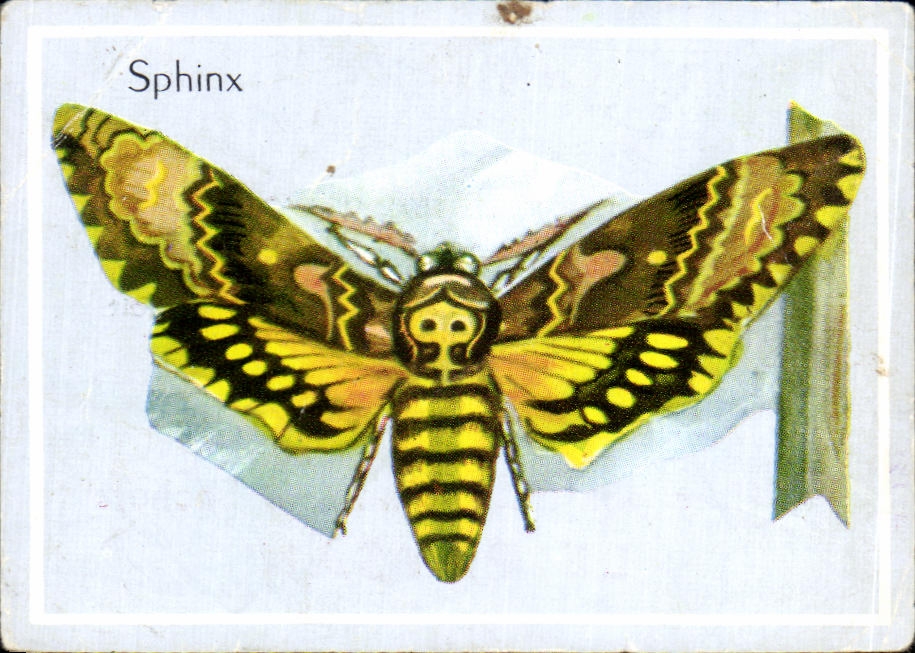 Image Sphinx Ou Tete De Mort Papillon 