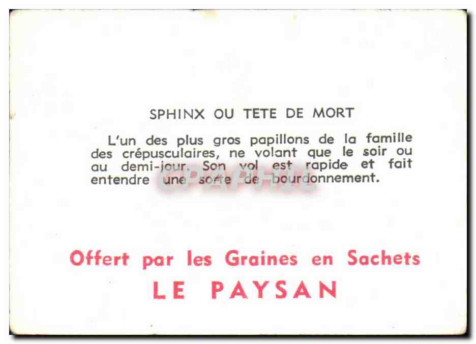 Image Sphinx Ou Tete De Mort Papillon  — Rückseite