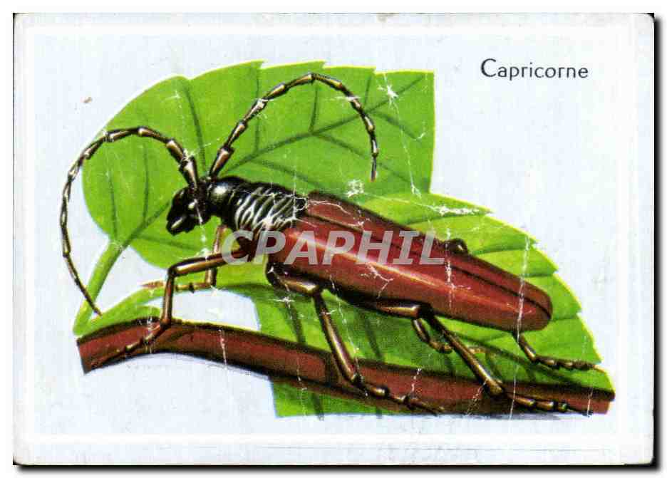 Image Capricorne Coleoptere longicorne