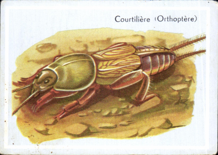 Image Courtiliere Orthoptere