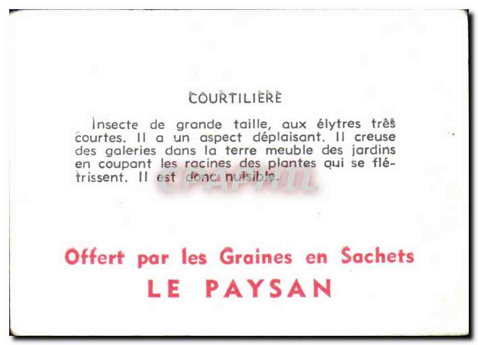 Image Courtiliere Orthoptere — Verso