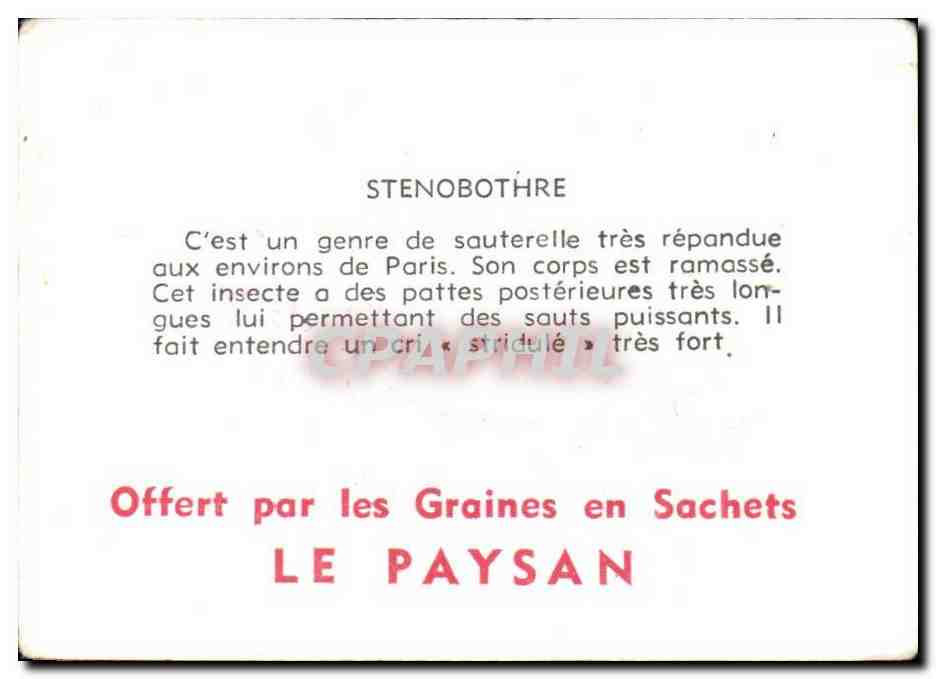 Image Stenobothre Orthoptere — Verso