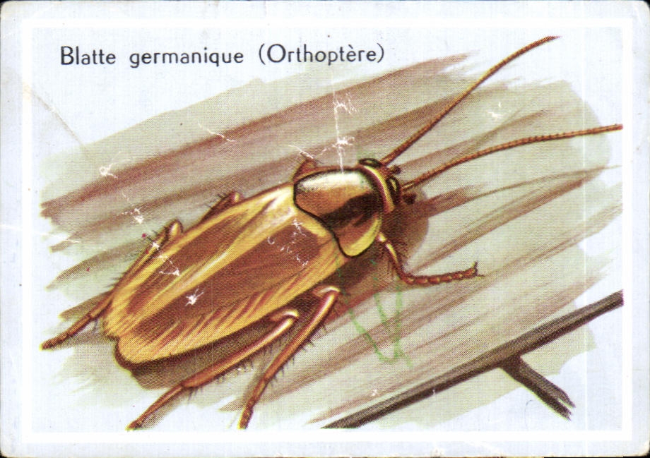 Image Blatte Germanique Orthoptere