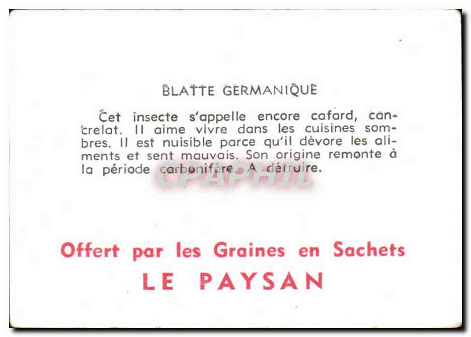 Image Blatte Germanique Orthoptere — Verso