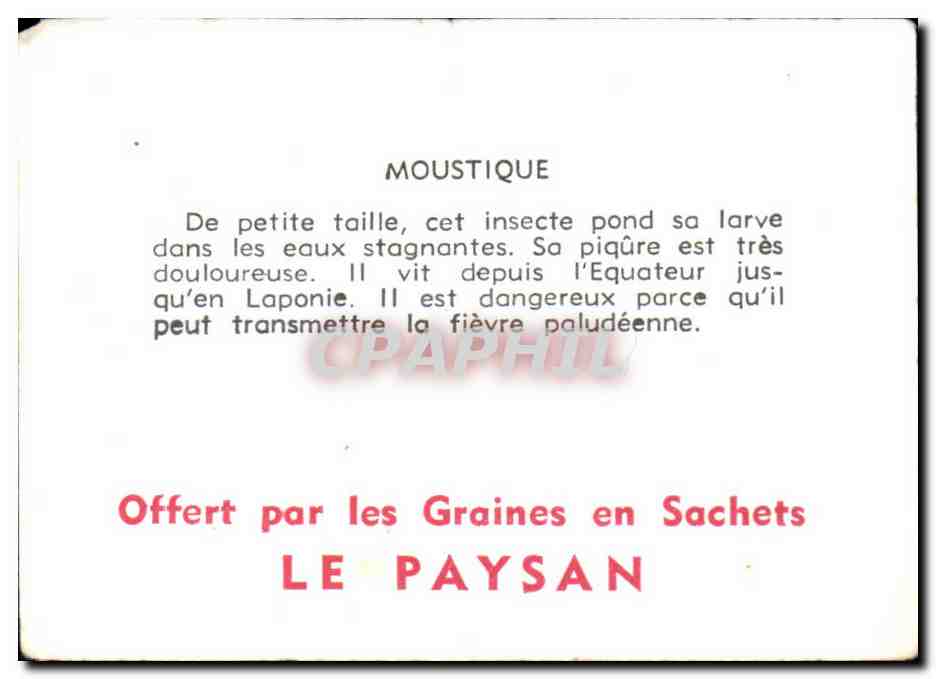Image Moustique Diptere — Rückseite