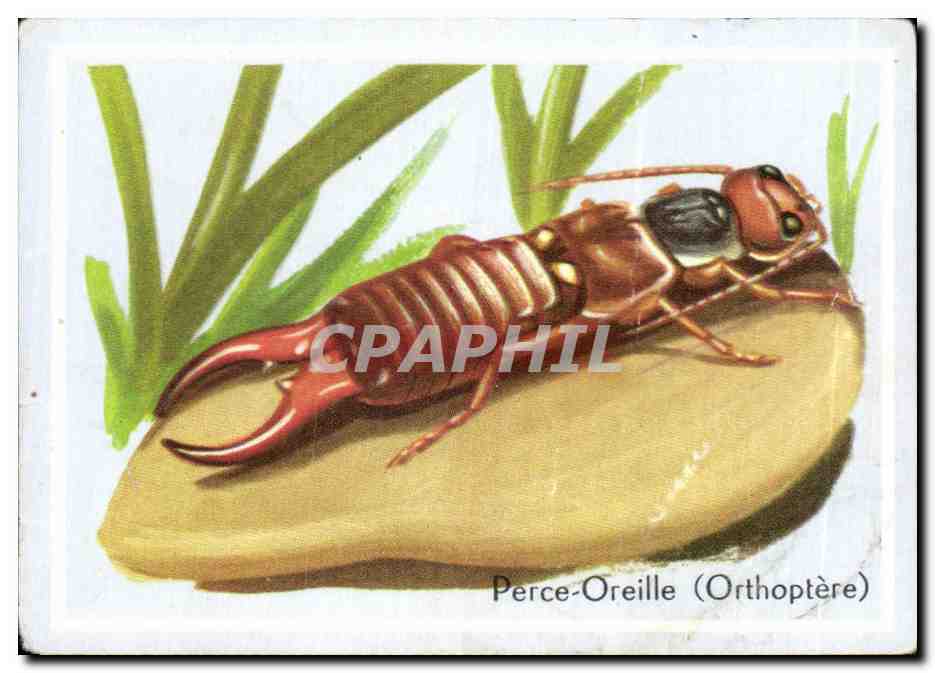 Image Perce Oreille Orthoptere