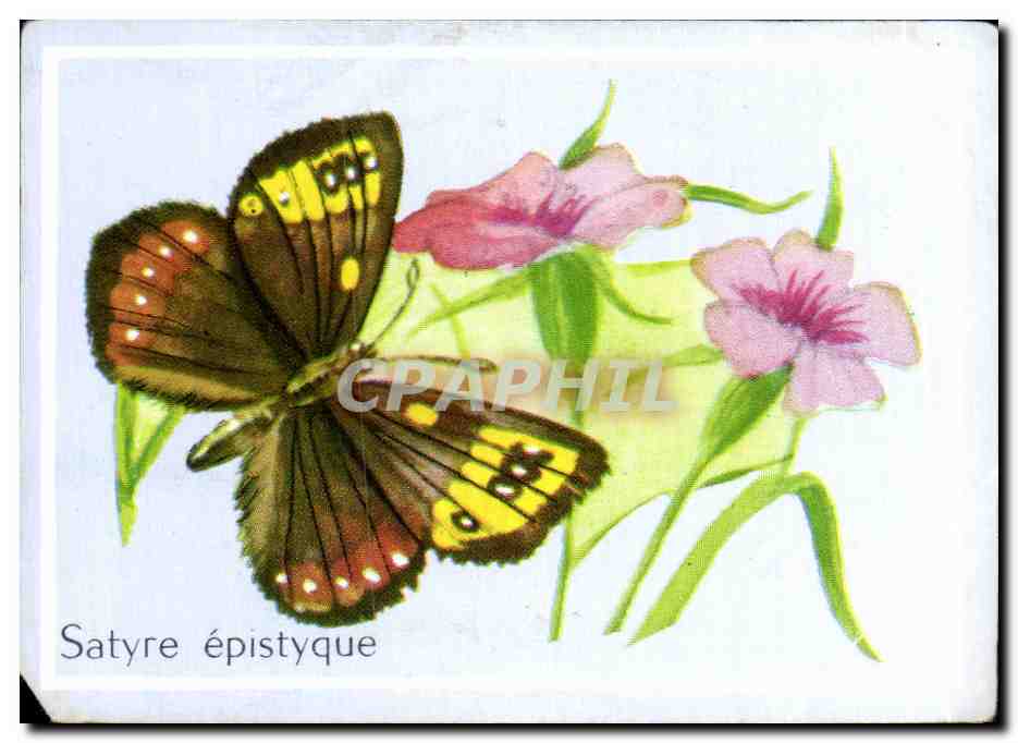 Image Satyre Epistyque Papillon 