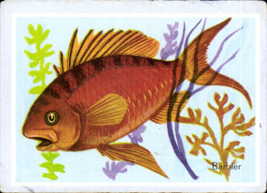 Image Barbier Poisson De La Famille Des Serrans