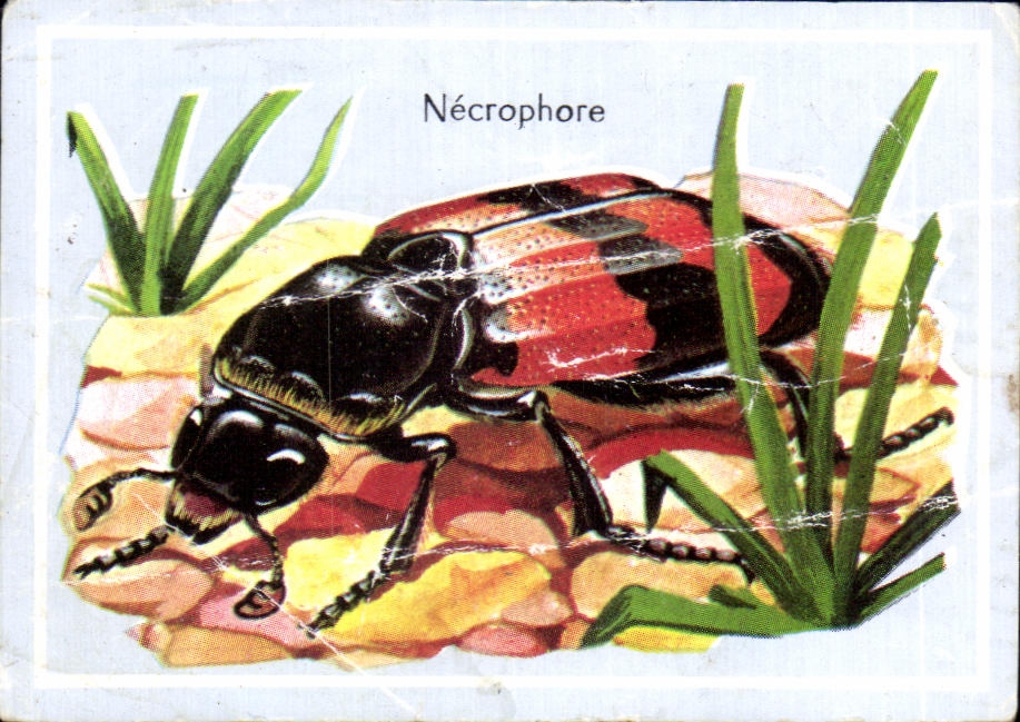 Image Necrophore 
