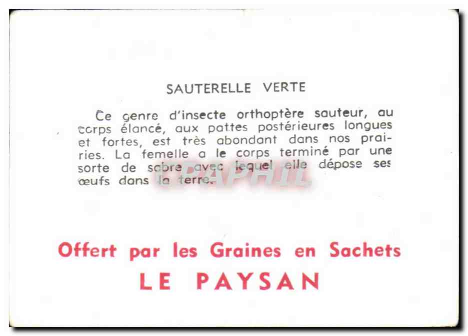 Image Sauterelle Verte Orthoptere — Rückseite