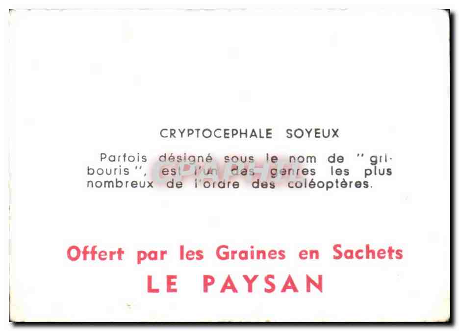 Image Cryptocephale soyeux — Verso