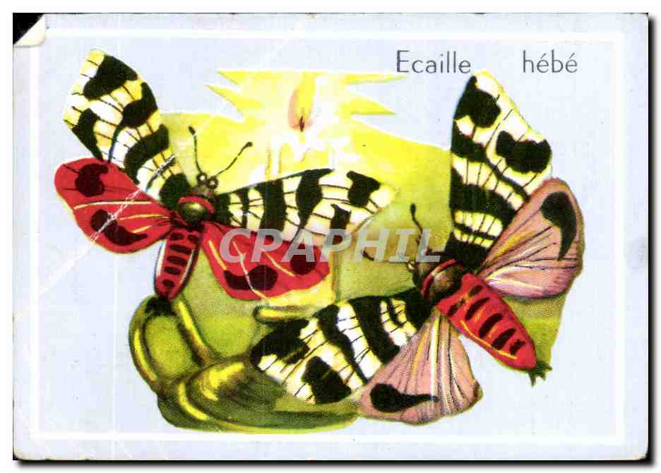 Image Ecaille Hebe Genre Acaille Papillon 