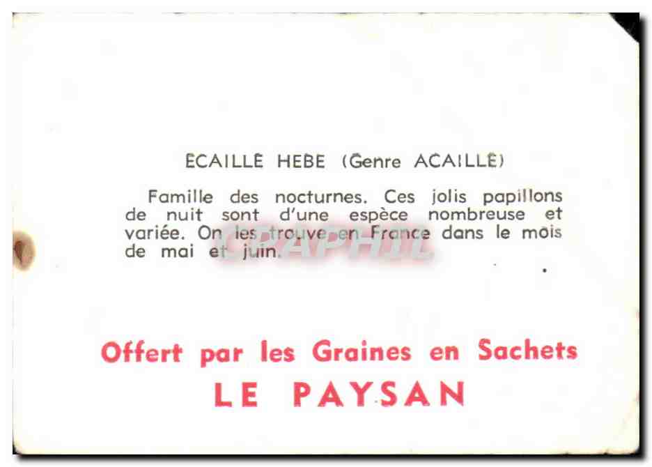 Image Ecaille Hebe Genre Acaille Papillon  — Rückseite