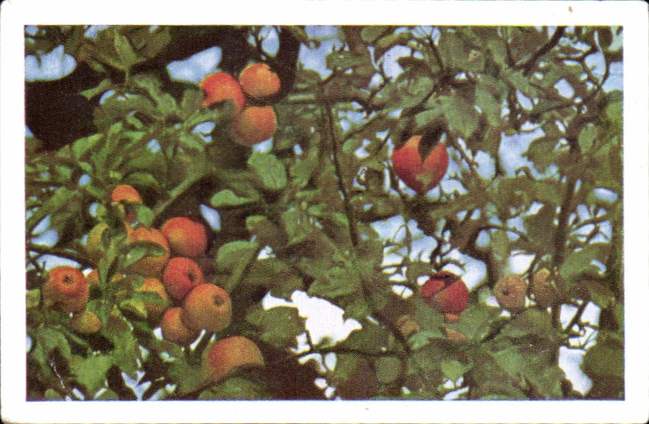 Image Chocolats Suchard Des fruits defendus