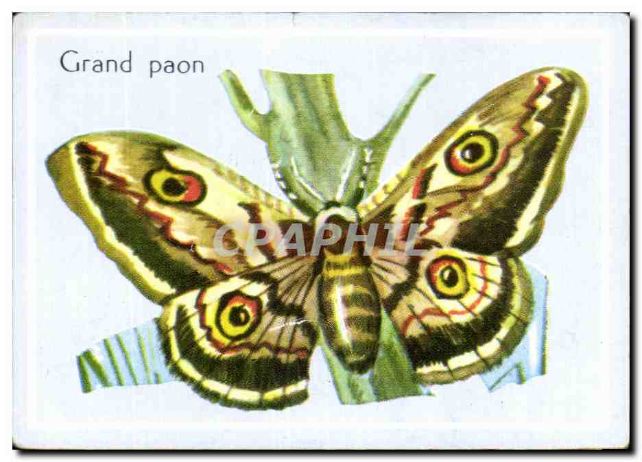 Image Grand Paon Papillon 