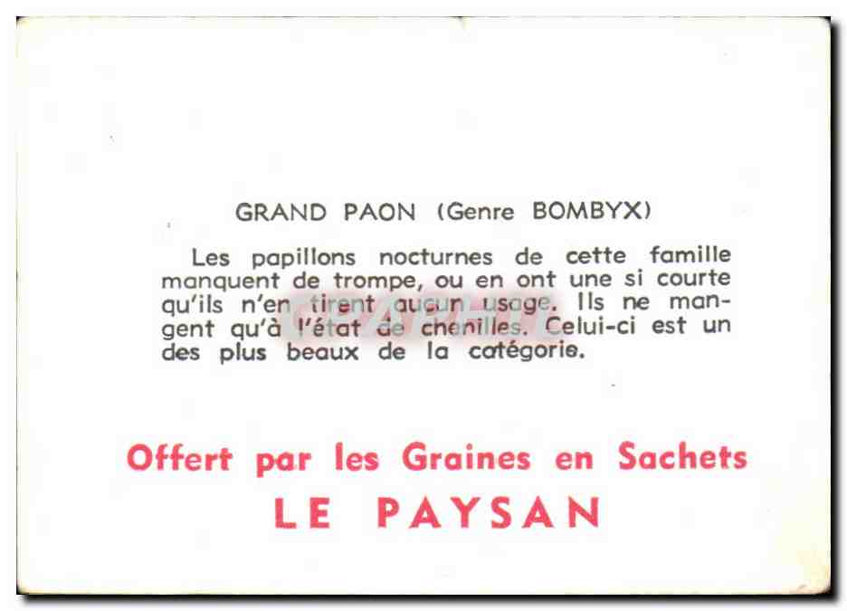 Image Grand Paon Papillon  — Verso
