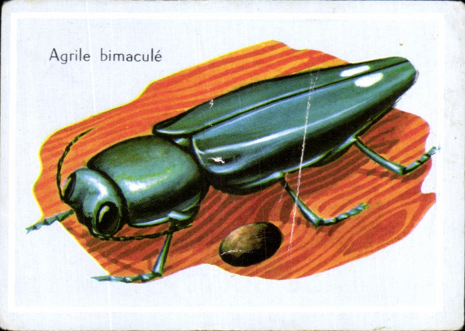 Image Agrile Bimacule