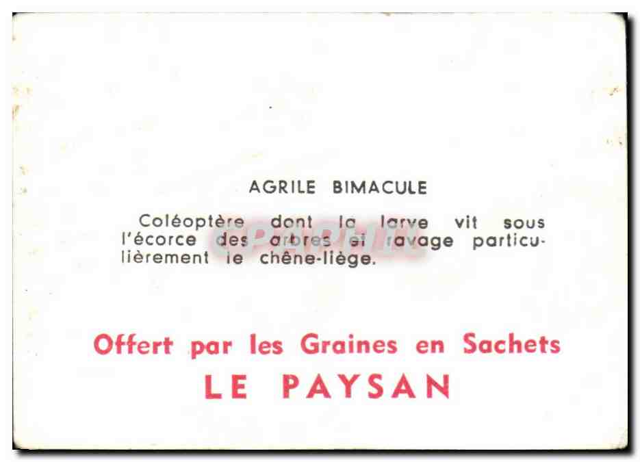 Image Agrile Bimacule — Verso