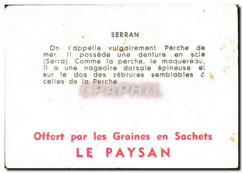 Image Serran Poisson Perche de mer — Verso