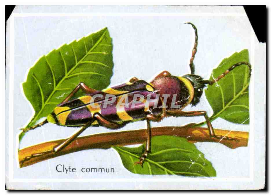 Image Clyte Commun Coleoptere 