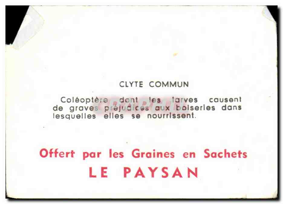 Image Clyte Commun Coleoptere  — Rückseite